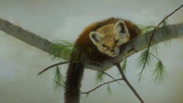 обоя 295872, рисованное, животные, лесная, куница