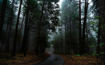 Картинка природа лес дорога туман