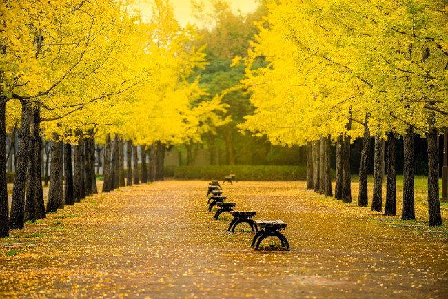 Обои картинки фото природа, парк, осень, деревья, аллея, листья, скамейки, дорожка