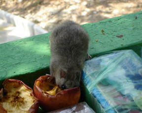 Картинка животные сони