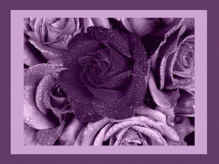 Картинка цветы розы