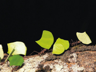 Картинка животные насекомые