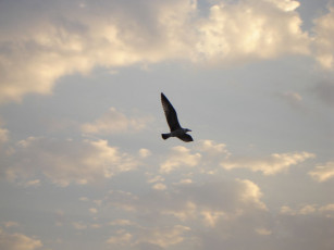 Картинка животные птицы