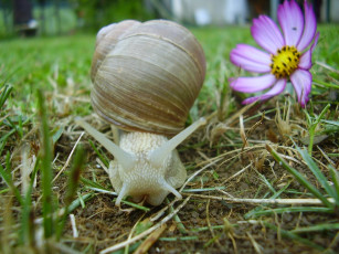 Картинка животные улитки