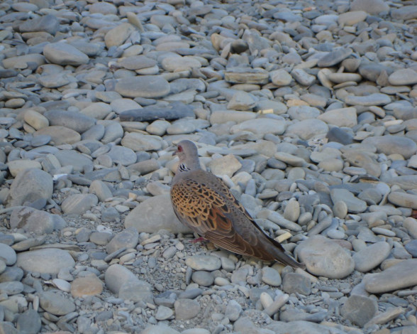 Обои картинки фото животные, голуби