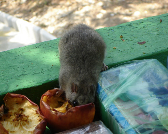 Обои картинки фото животные, сони