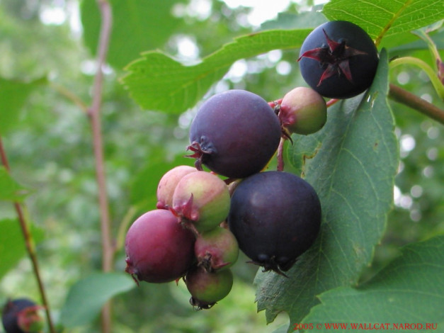 Обои картинки фото 