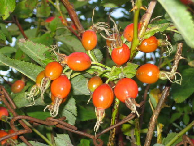 Обои картинки фото 