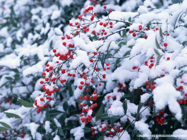 Обои картинки фото 