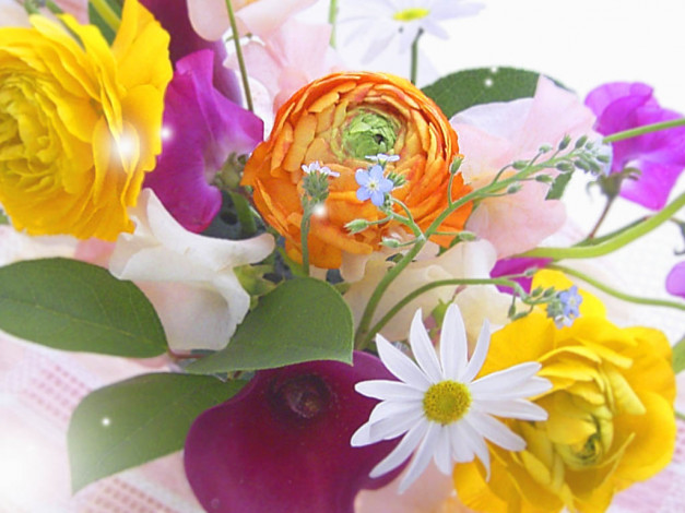 Обои картинки фото цветы, разные, вместе