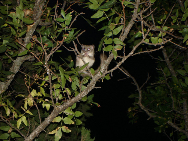 Обои картинки фото есть, такой, зверек, сонька, животные, сони