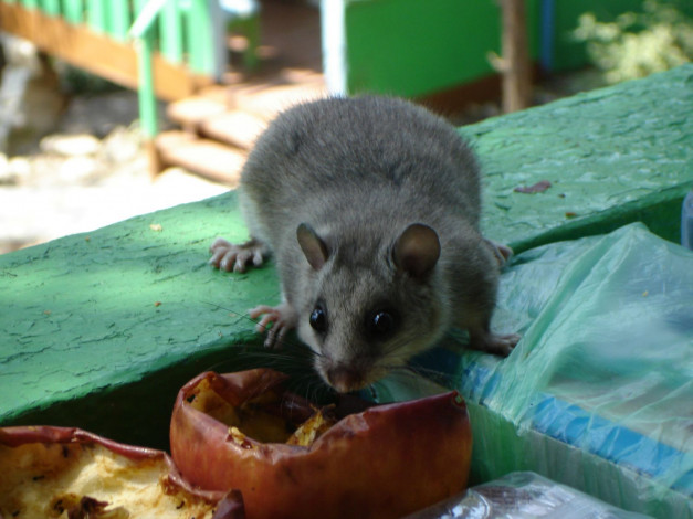 Обои картинки фото сонька, животные, сони