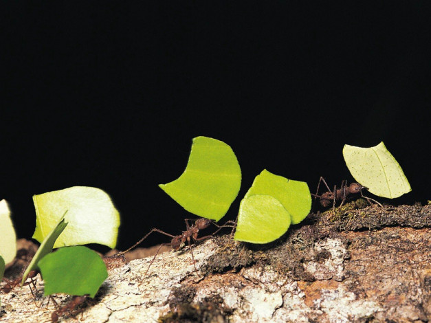 Обои картинки фото животные, насекомые