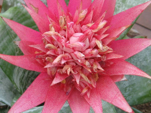 Картинка цветы