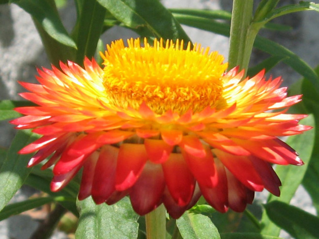 Обои картинки фото цветы, бессмертник