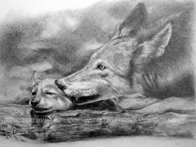 Обои картинки фото рисованные, животные, волки