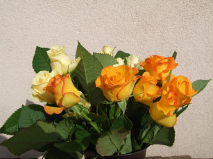 Картинка цветы розы