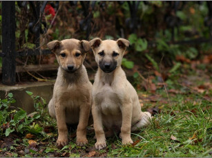 Картинка мы не близнецы двойняшки животные собаки