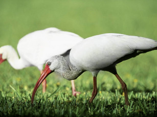 Картинка животные ибисы колпицы