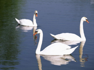 Картинка животные лебеди