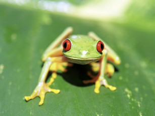 Картинка животные лягушки