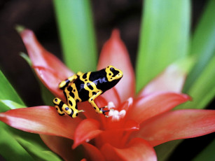 Картинка животные лягушки