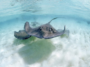 Картинка животные рыбы