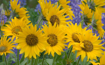 Картинка цветы подсолнухи