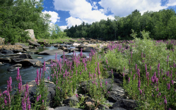 Картинка природа