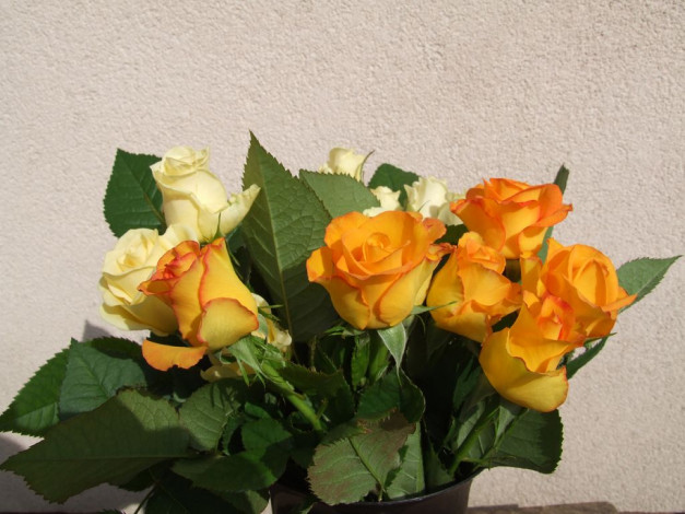 Обои картинки фото цветы, розы