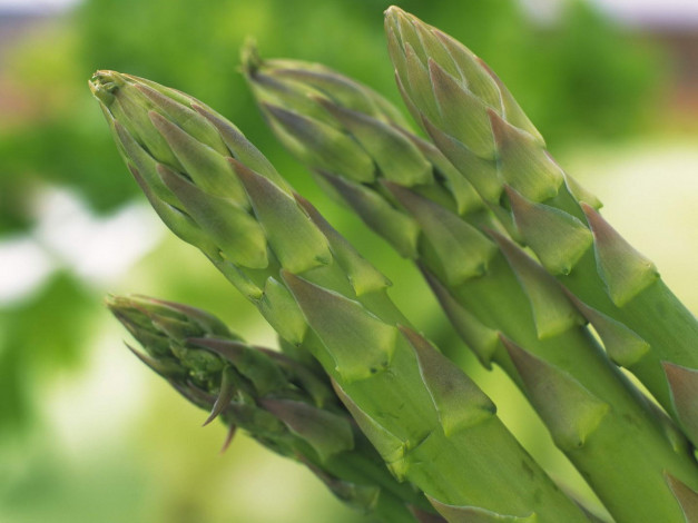 Обои картинки фото еда, спаржа