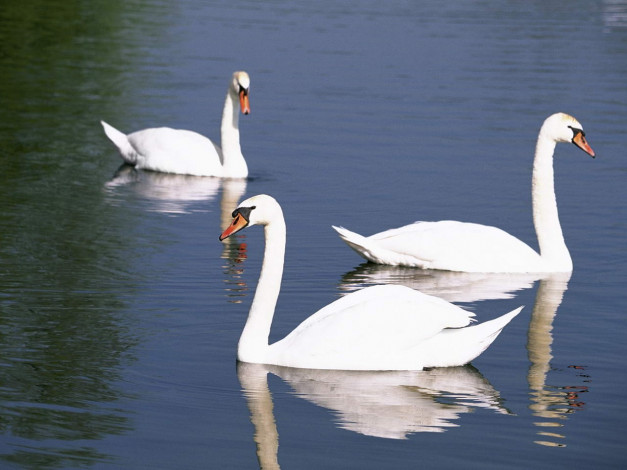 Обои картинки фото животные, лебеди