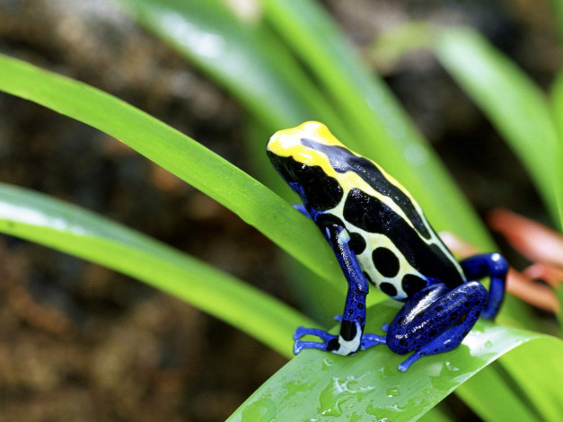 Обои картинки фото животные, лягушки