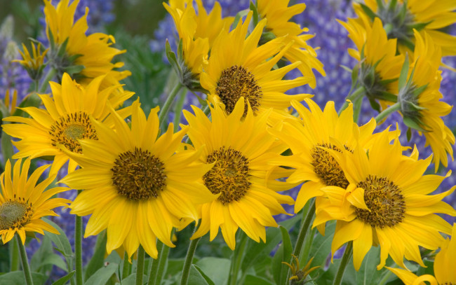 Обои картинки фото цветы, подсолнухи