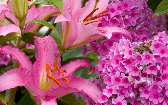 Обои картинки фото цветы, разные, вместе