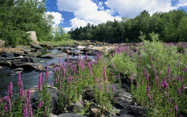 Обои картинки фото природа