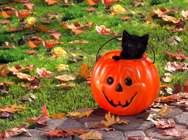 Обои картинки фото животные, коты, трава, дерево, земля