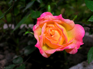 Картинка цветы розы розовый