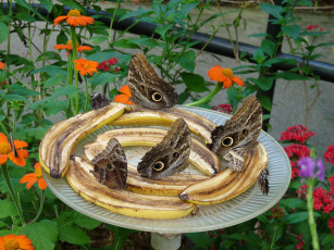 Картинка животные бабочки butterfly