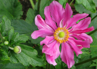 Картинка цветы анемоны адонисы розовый листья