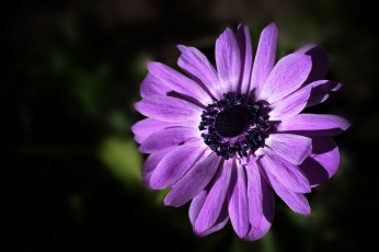 Картинка цветы анемоны адонисы тёмный сиреневый