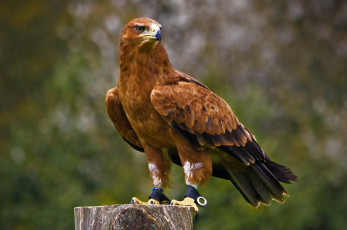 Картинка животные птицы хищники ястреб взгляд хищник