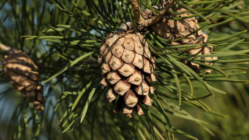 Картинка природа шишки жёлуди каштаны хвоя зелень