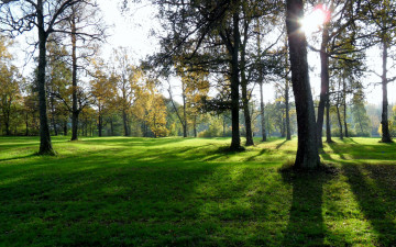 Картинка природа деревья трава