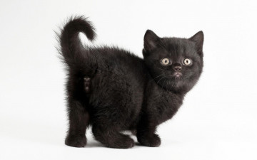 Картинка животные коты чёрный котёнок