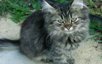 Картинка животные коты котёнок