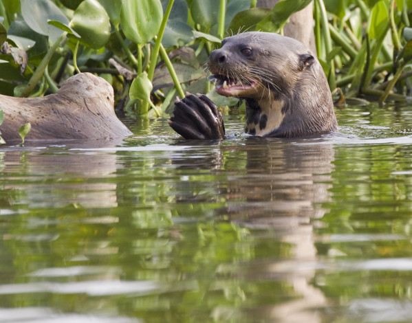 Обои картинки фото животные, выдры, каланы, ондатры, листья, вода