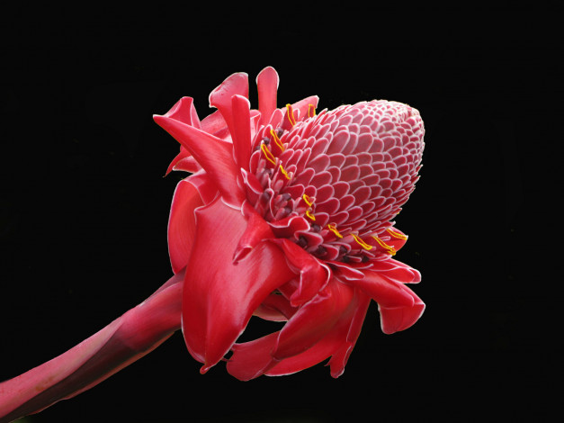 Обои картинки фото цветы, протея, бутон, фон, тёмный