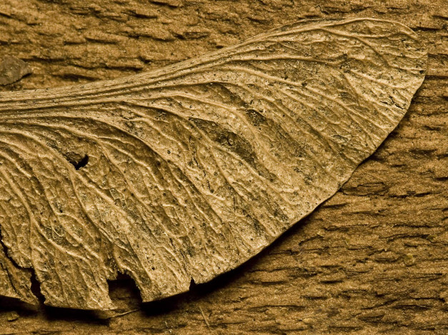 Обои картинки фото разное, текстуры, лист