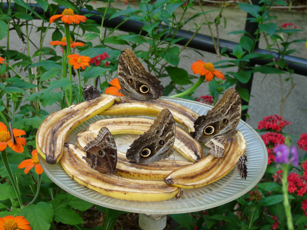 Обои картинки фото животные, бабочки, butterfly